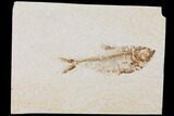 Diplomystus Fossil Fish - Wyoming #101165-1
